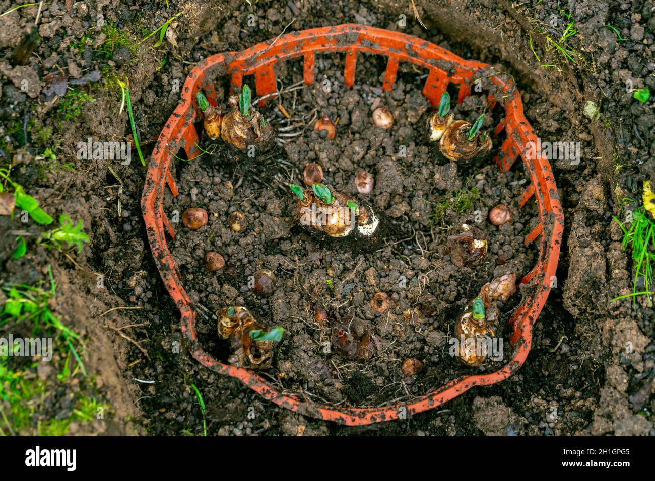 plantation de bulbes de jonquilles dans un panier en automne Banque D'Images