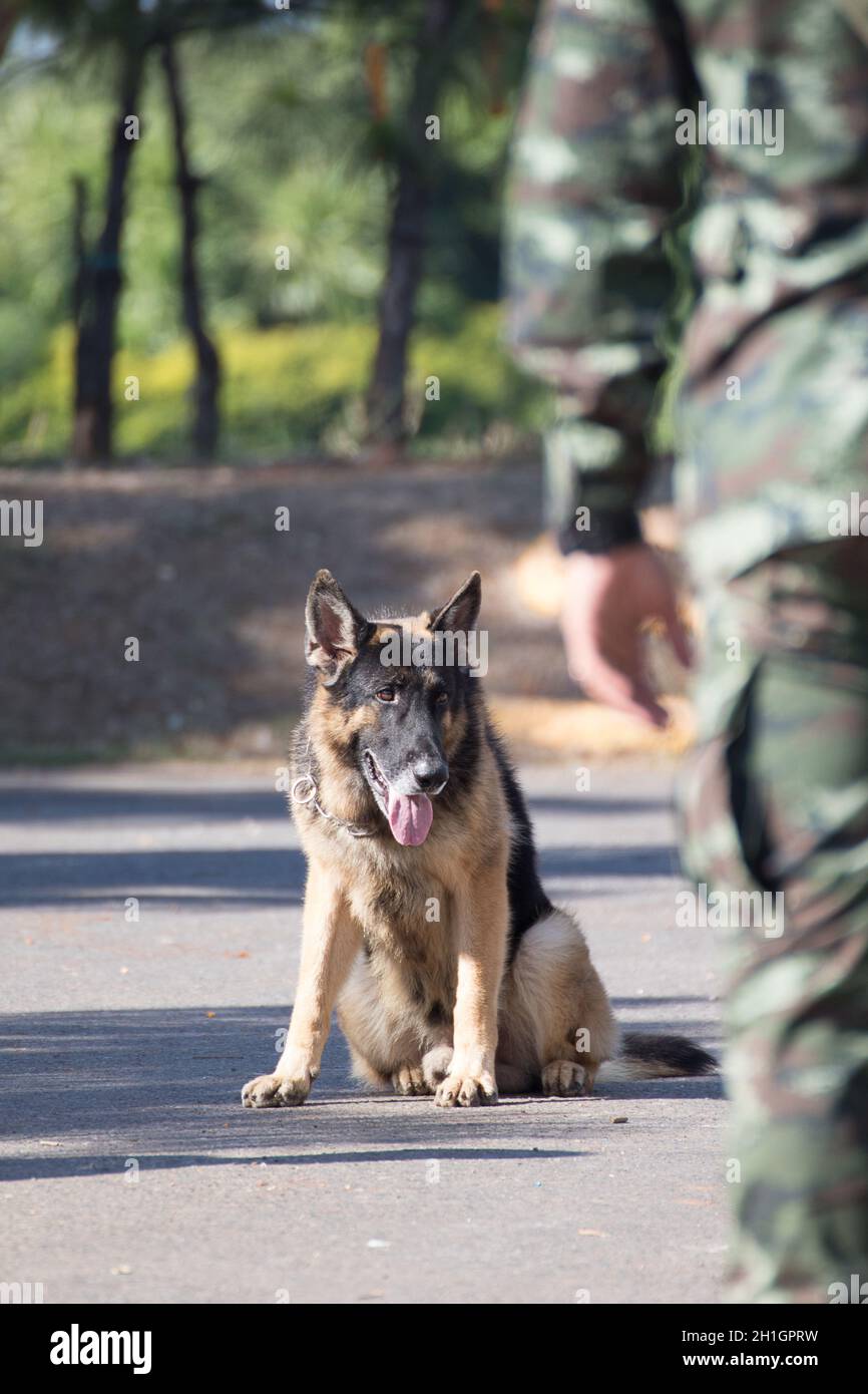 Soldat de l'armée avec le chien, la formation des chiens de guerre Banque D'Images
