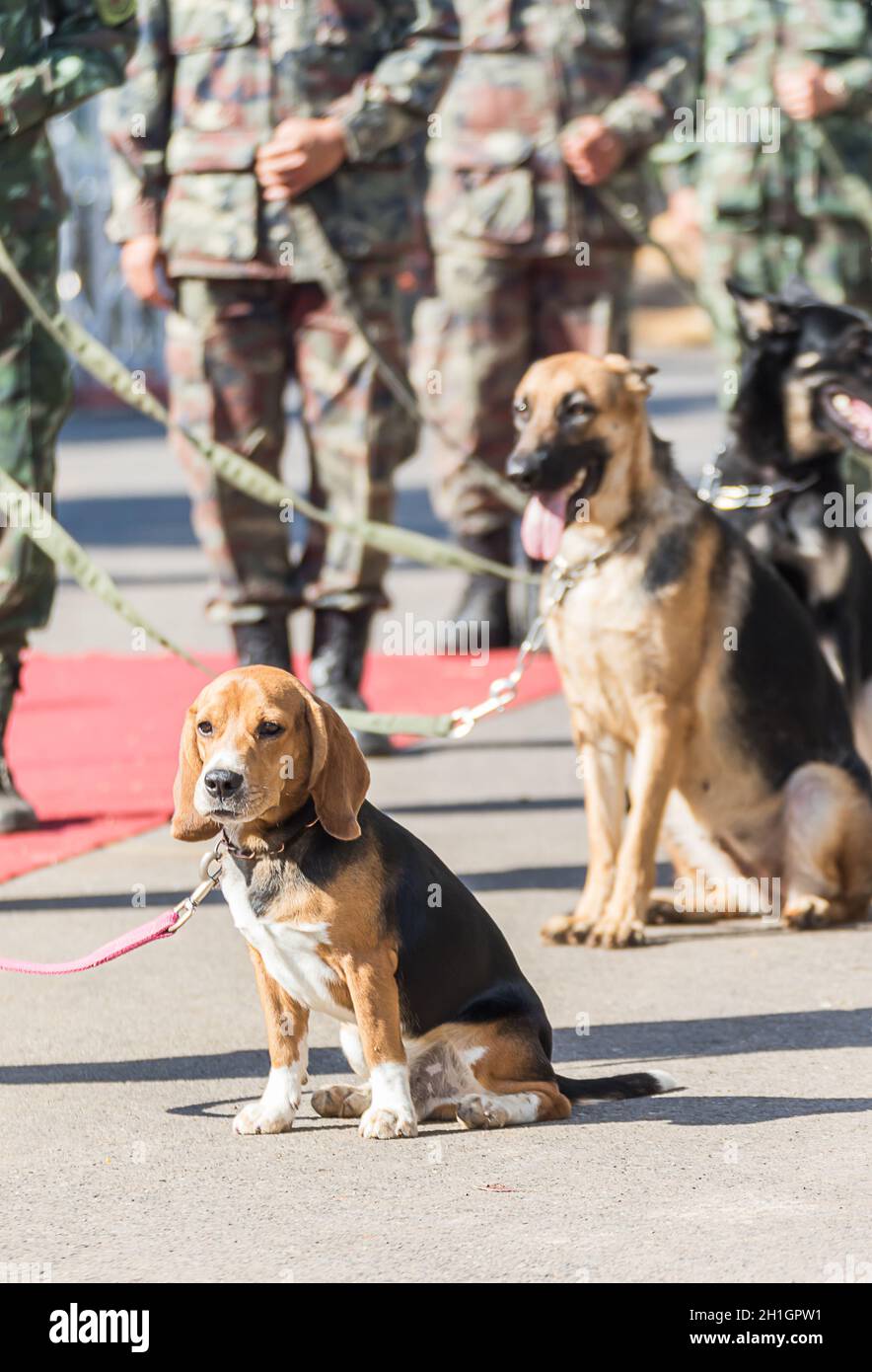 Soldat de l'armée avec le chien, la formation des chiens de guerre Banque D'Images