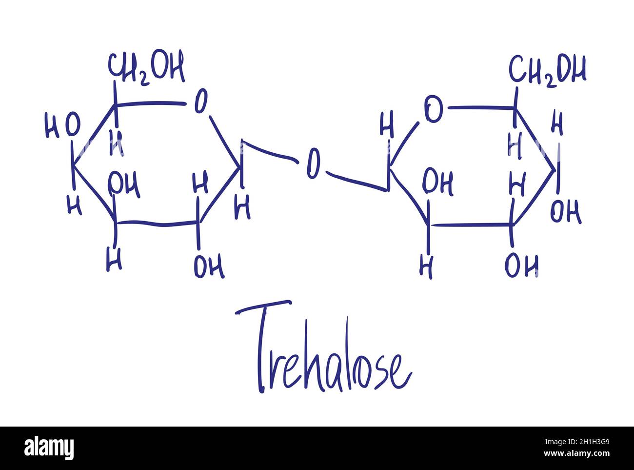 Tréhalose.Il est également connu sous le nom de mycose ou trémalose.Structure chimique.Illustration vectorielle dessinée à la main. Illustration de Vecteur