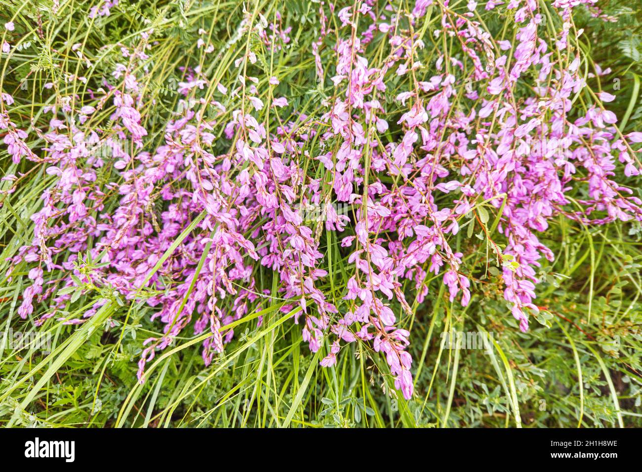 Avril fleur rose à la prairie. Couché à l'herbe verte. Champ floral Banque D'Images