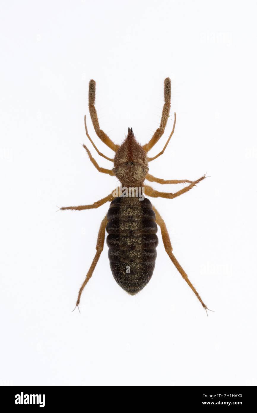Araignée Gluvia dorsalis.Famille des Daesiidae.Araignée isolée sur fond blanc Banque D'Images