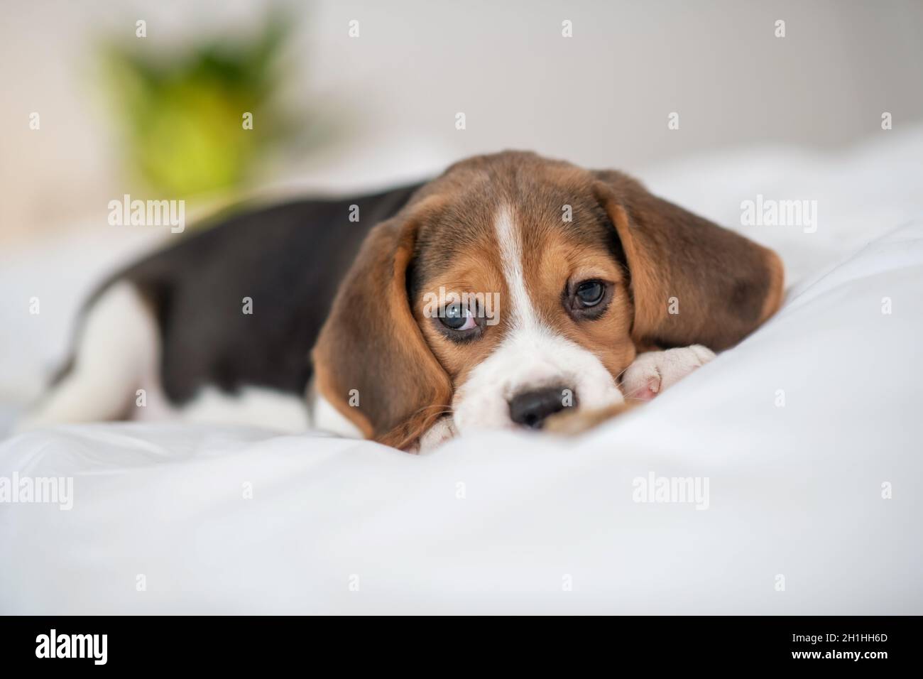 Un adorable chien de beagle allongé sur le lit et qui a l'air sucré Banque D'Images