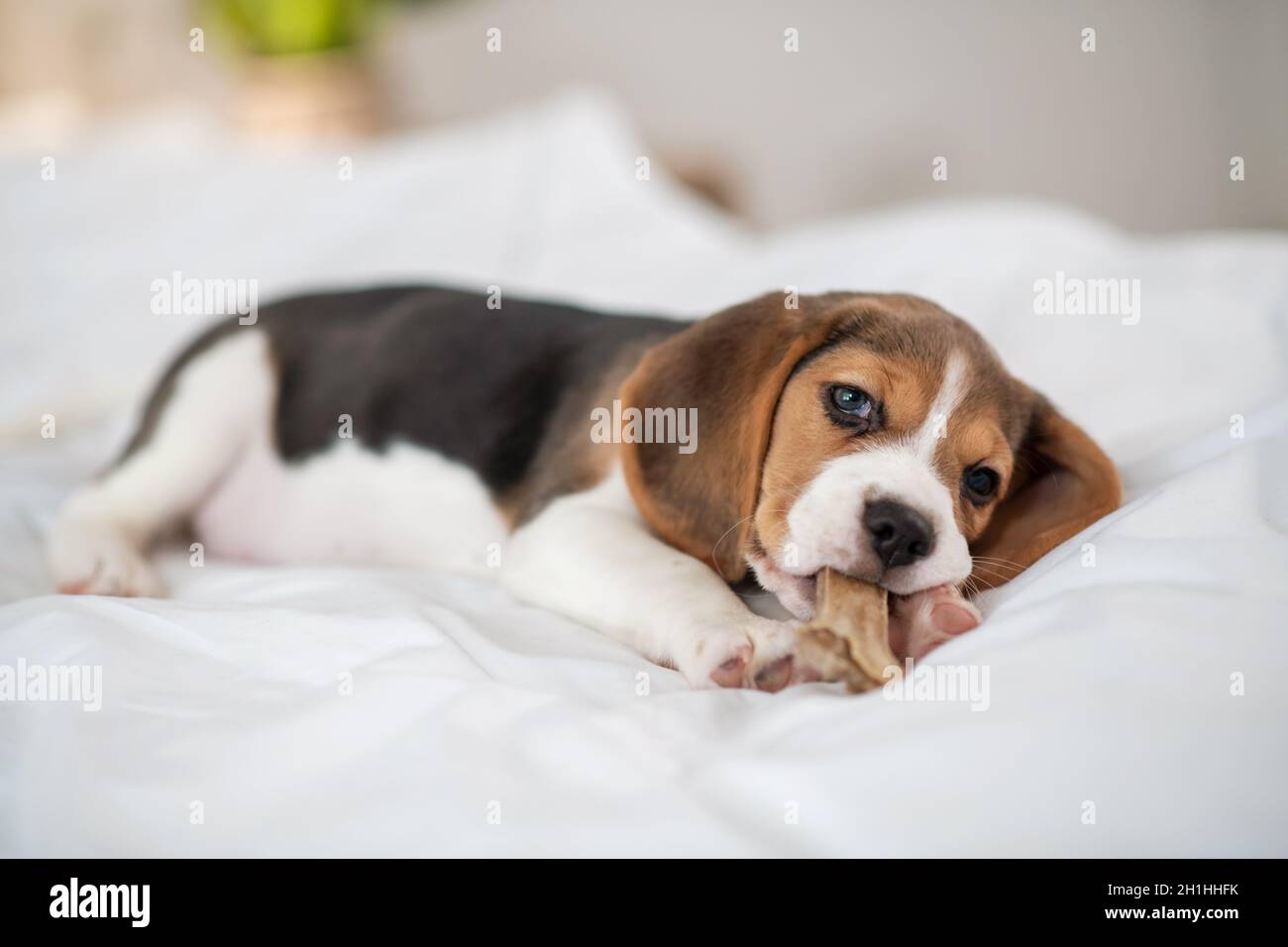 Un adorable chien de beagle allongé sur le lit et qui a l'air sucré Banque D'Images
