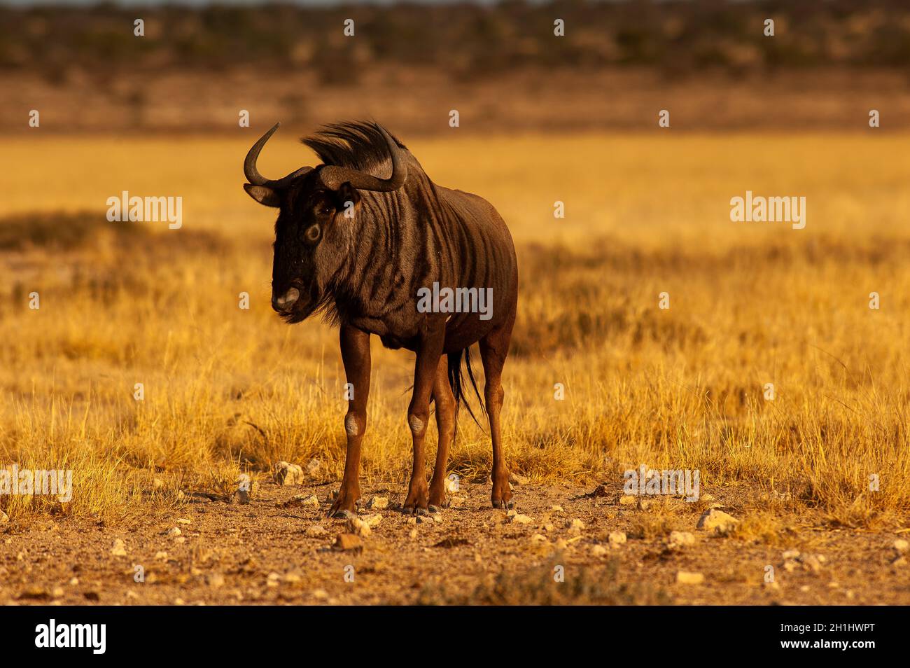 Wildebeest, parc de Kgalagadi Transfontier Banque D'Images