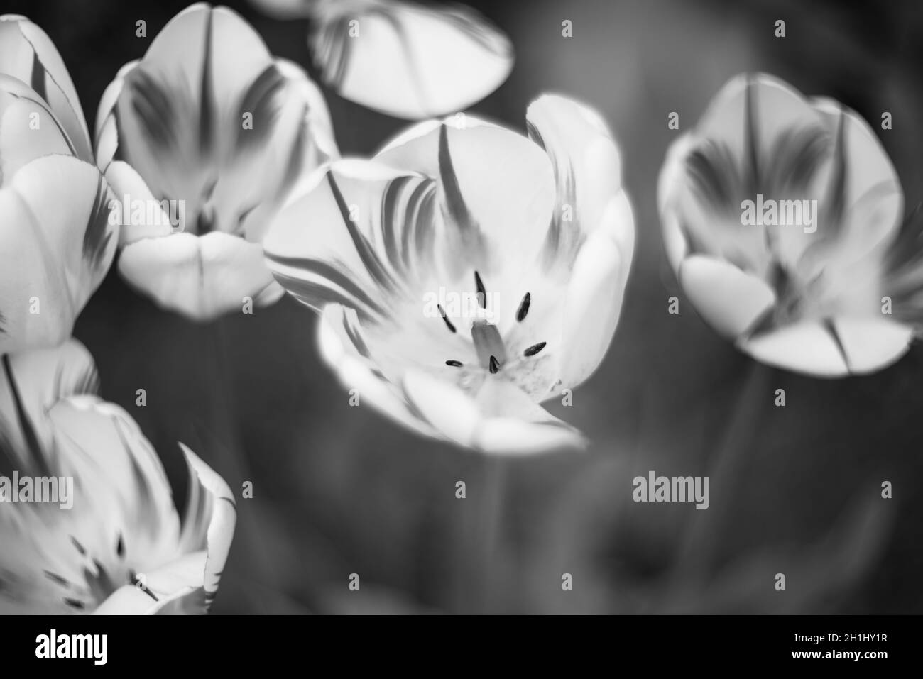 Photo noir et blanc des tulipes dans le jardin pendant le printemps Bloom Banque D'Images