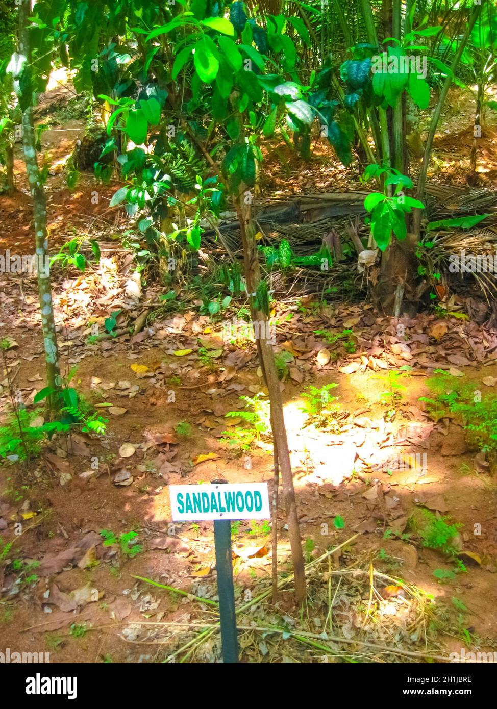 Les plantations de bois de santal rouge cultivées naturellement dans la forêt réservée au Sri Lanka Banque D'Images