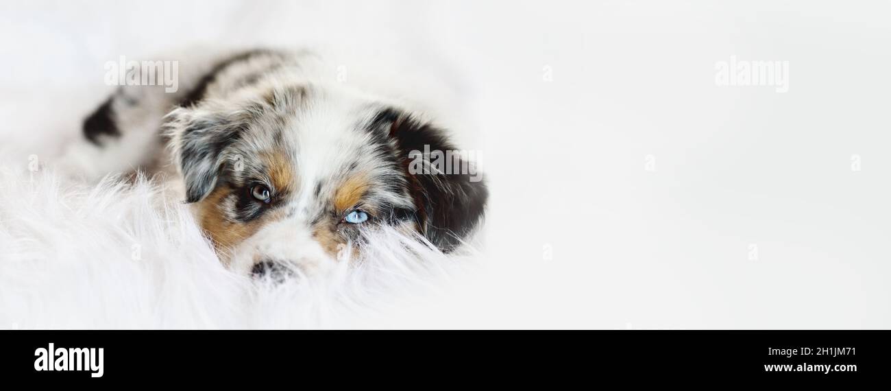 Bannière d'un petit chiot mignon couché sur un tapis blanc moelleux, son endormi.Accent sélectif sur le visage du chiot Berger australien endormi. Banque D'Images