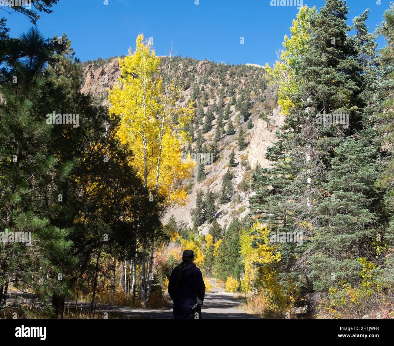 Feuillage d'automne Nouveau-Mexique Banque D'Images