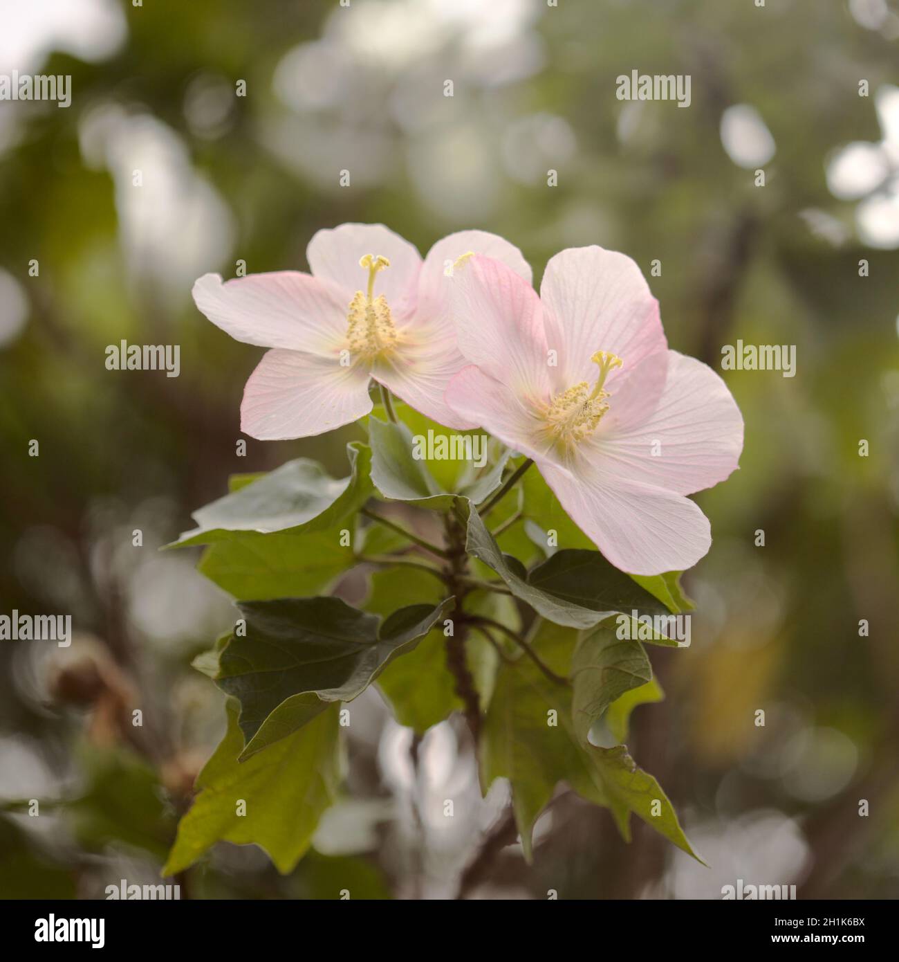 Fleurs roses de Hibiscus makinoi ou Hibiscus d'Okinawan, fond floral macro naturel Banque D'Images