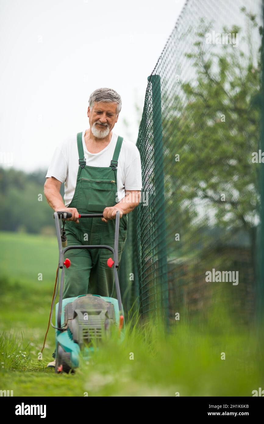 Homme de jardin senior dans son jardin (image colorée), prenant soin de ses arbres fruitiers à partir d'une échelle Banque D'Images