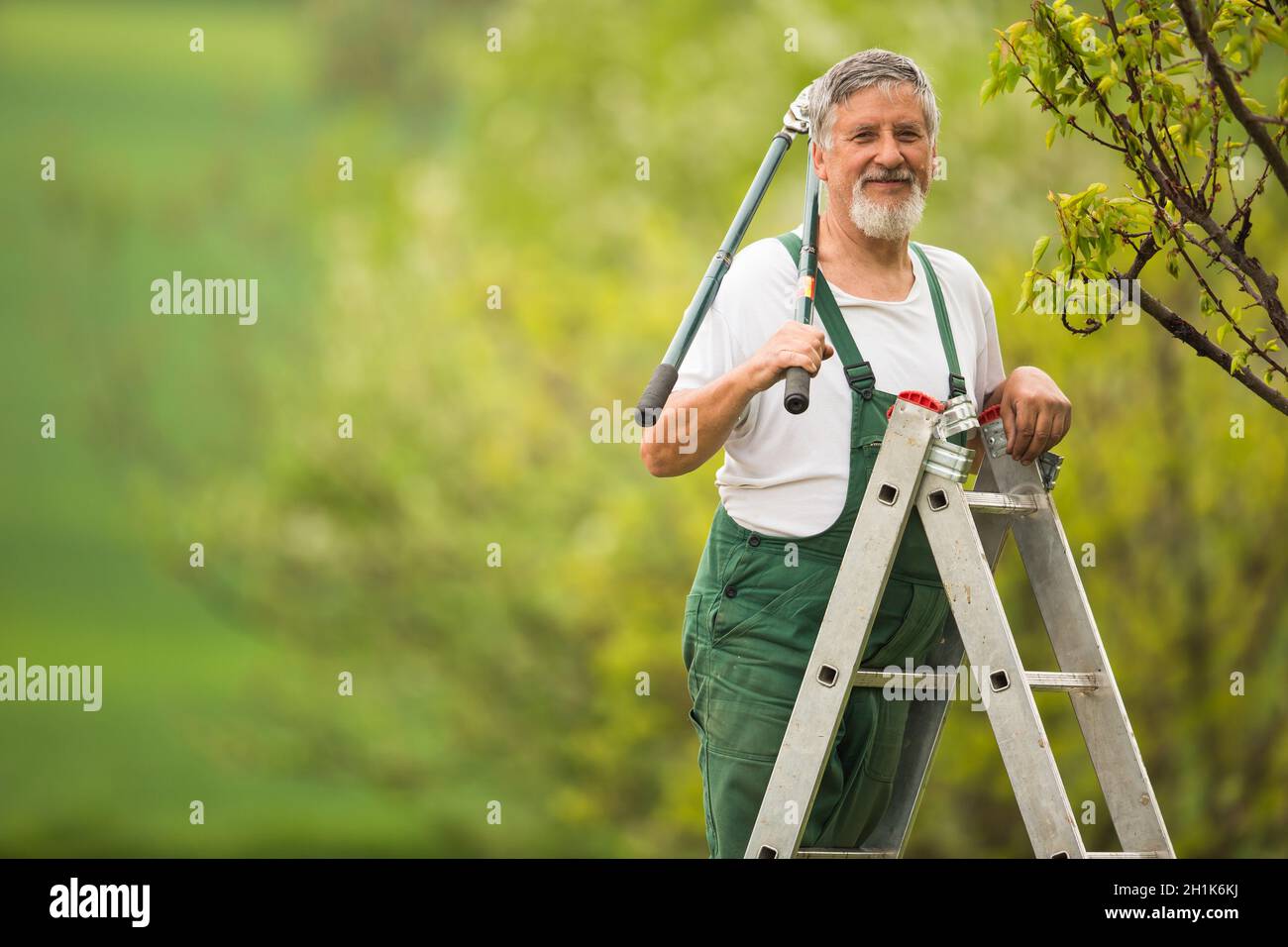 Homme de jardin senior dans son jardin (image colorée), prenant soin de ses arbres fruitiers à partir d'une échelle Banque D'Images