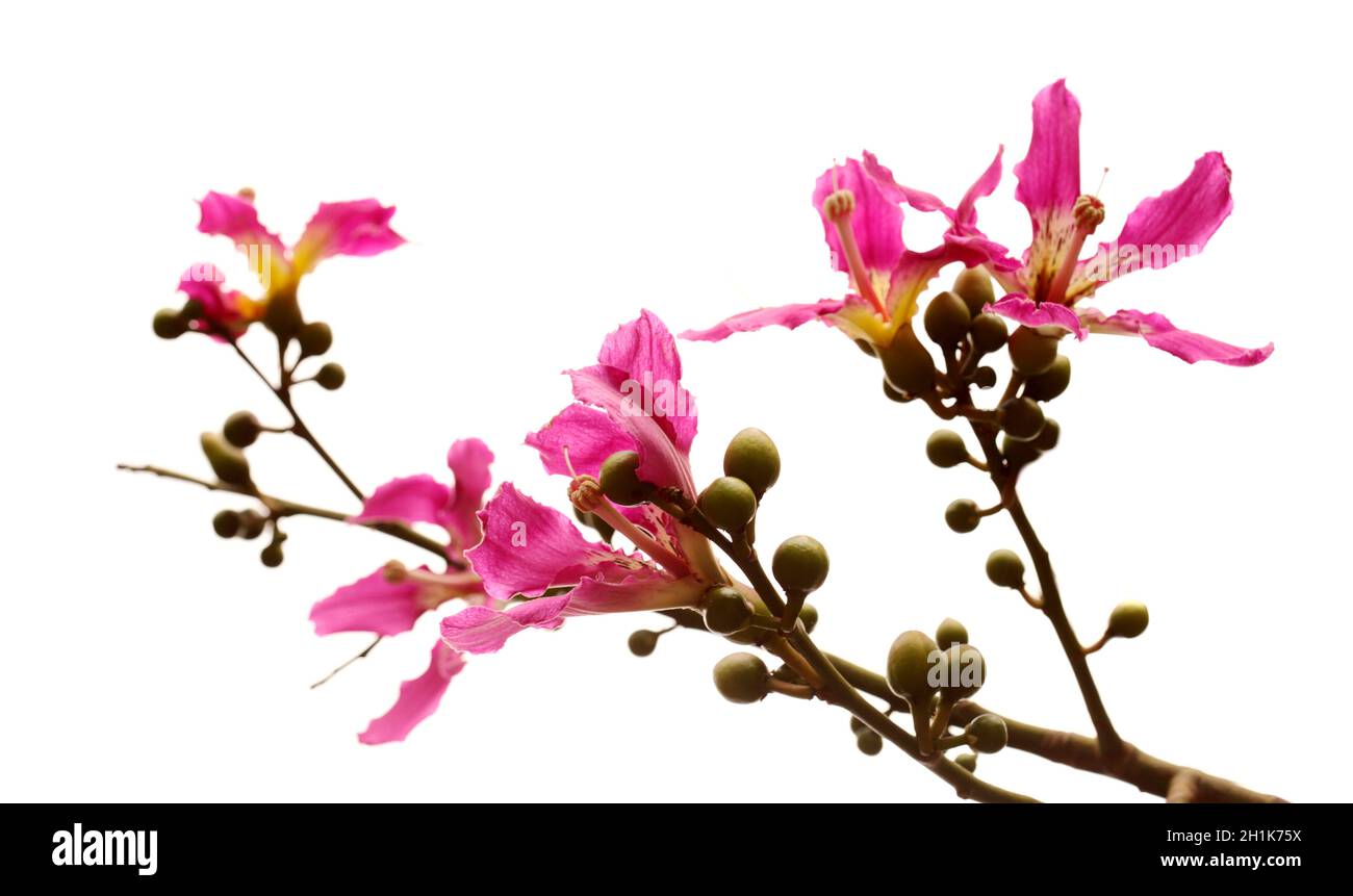 Fleurs roses de Ceiba speciosa, soie de soie, isolées sur fond blanc Banque D'Images