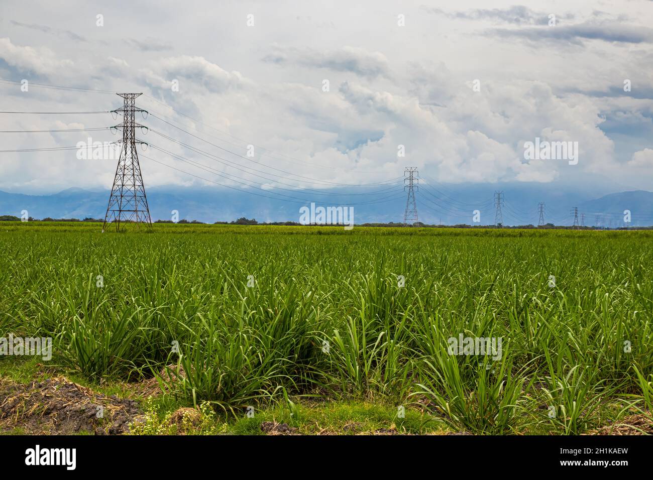 Réseau électrique et champ de canne à sucre à Valle del Cauca Région en Colombie Banque D'Images