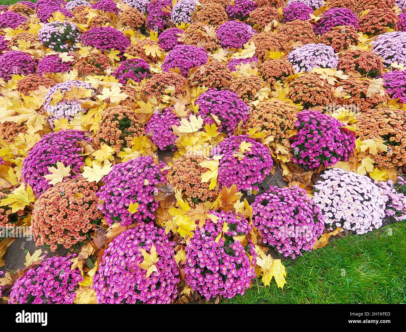 Une feuille d'érable jaune tombé couché sur l'orange chrysanthemum x morifolium avec arrière-plan flou avec soft focus. Impression d'automne Banque D'Images