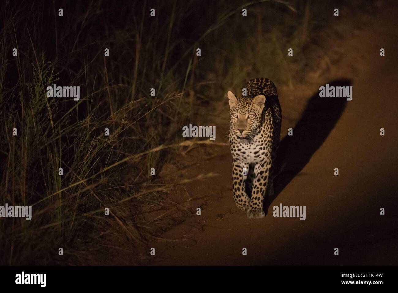 Leopard la nuit dans le parc national Kruger Banque D'Images