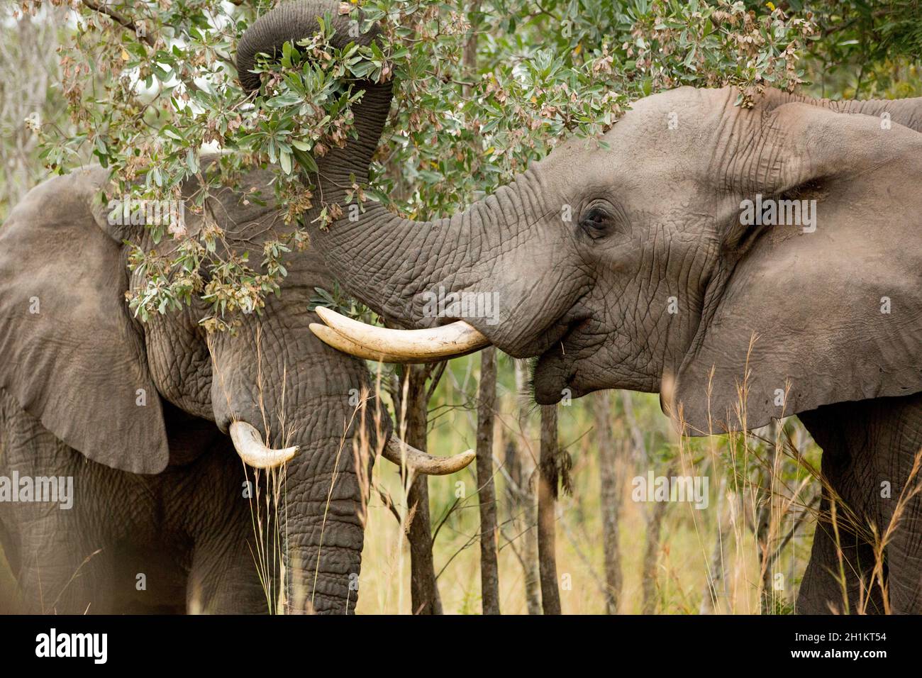 Temps de collage des éléphants dans le parc national Kruger Banque D'Images