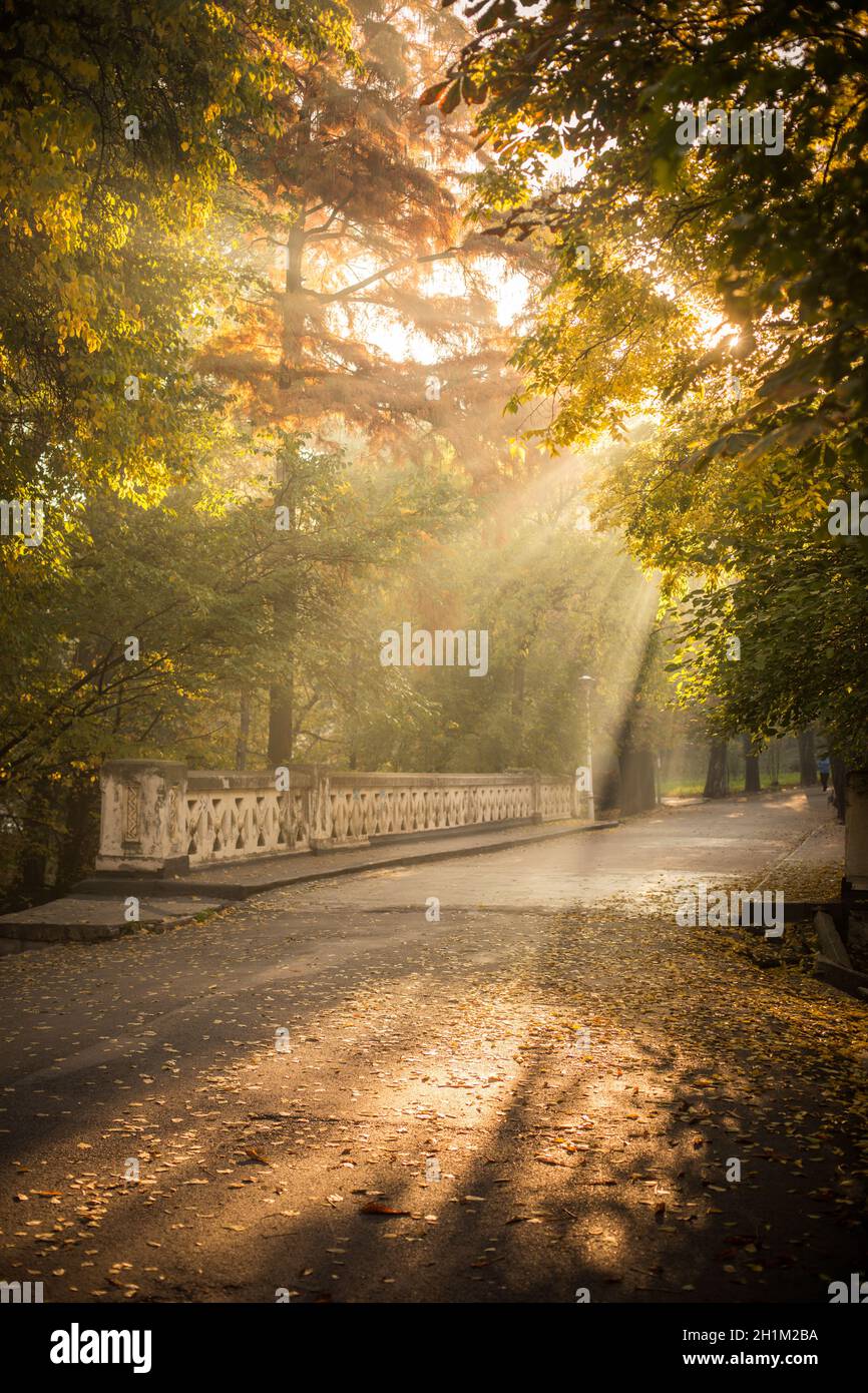 Image couleur des rayons du soleil dans une forêt, un jour d'automne. Banque D'Images Image couleur des rayons du soleil dans une forêt, un jour d'automne. Banque D'Images