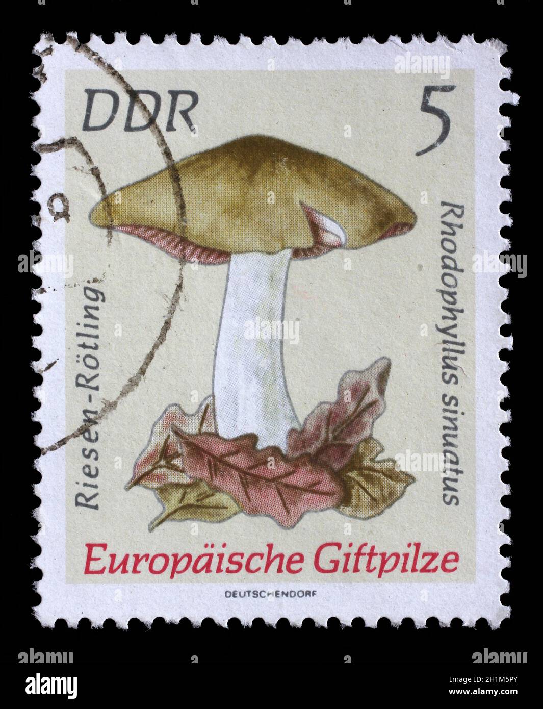 Timbres en RDA montre image de l'Entoloma sinuatum, de la série européenne toxiques champignons, circa 1974 Banque D'Images