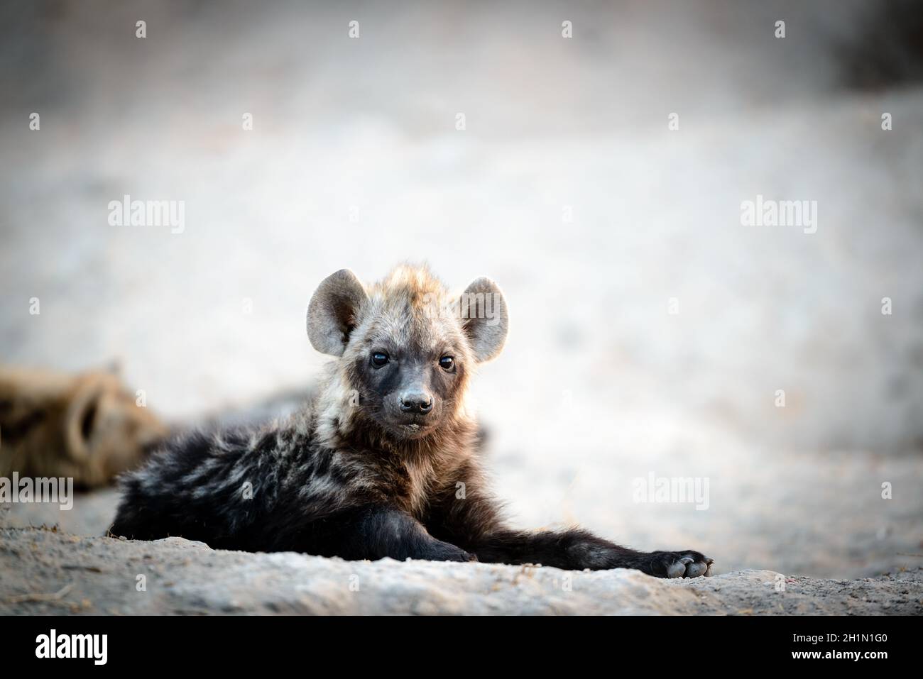 Hyena pup, Botswana, Afrique Banque D'Images