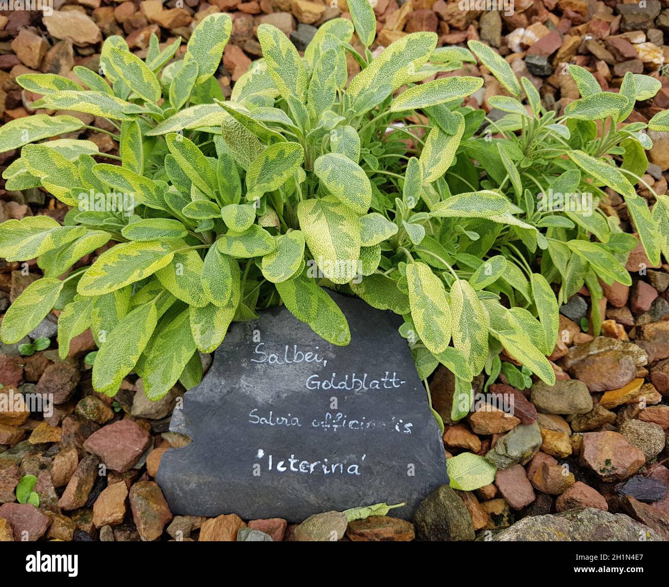 Salbei, Goldblatt, Salvia officinalis, ist eine wichtige Heilpflanze und eine Duftpflanze mit bluauen Blueten. Sie ist eine schoene Staude und wird auc Banque D'Images