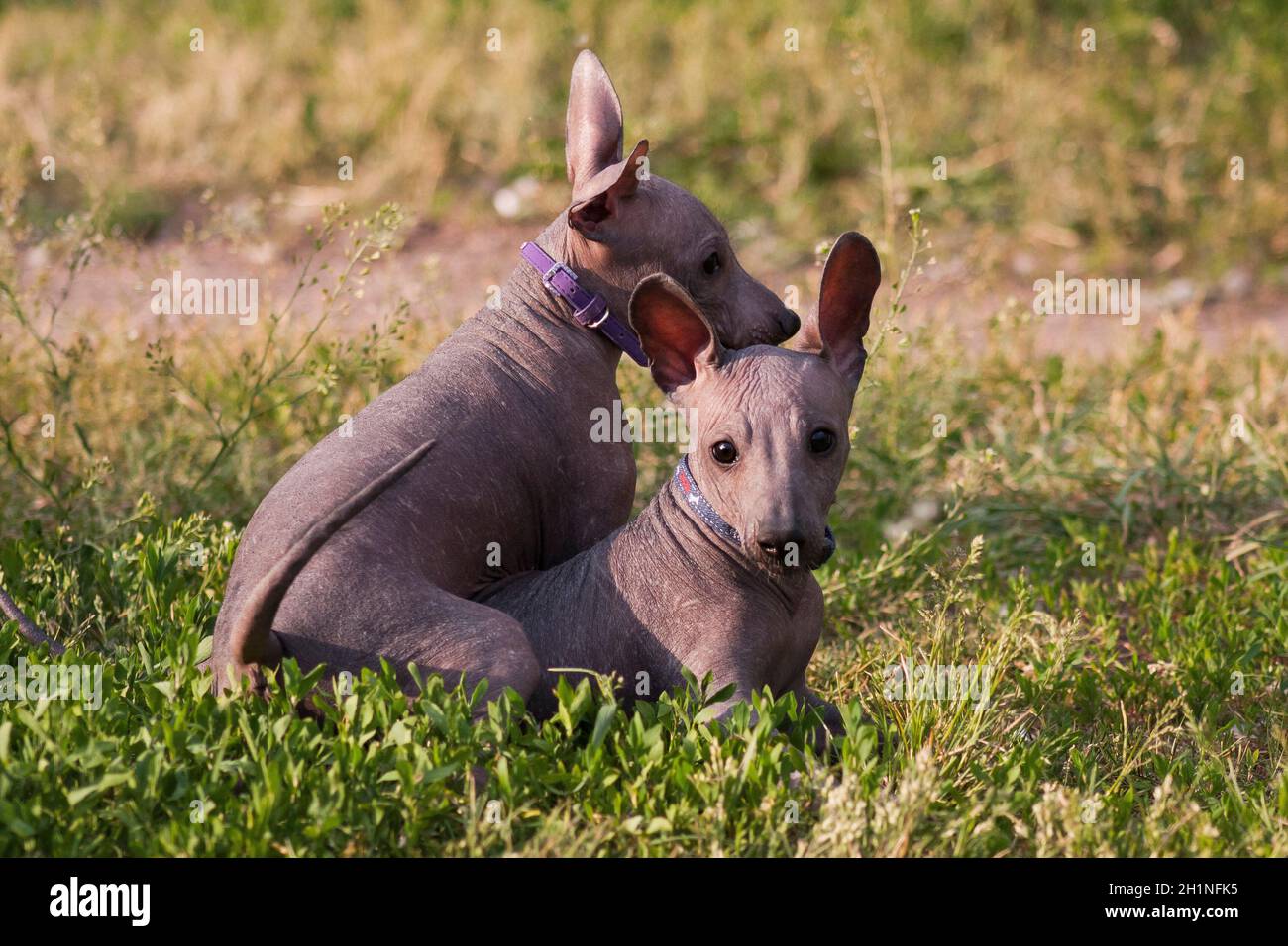 Chien nu du mexique Banque de photographies et d’images à haute