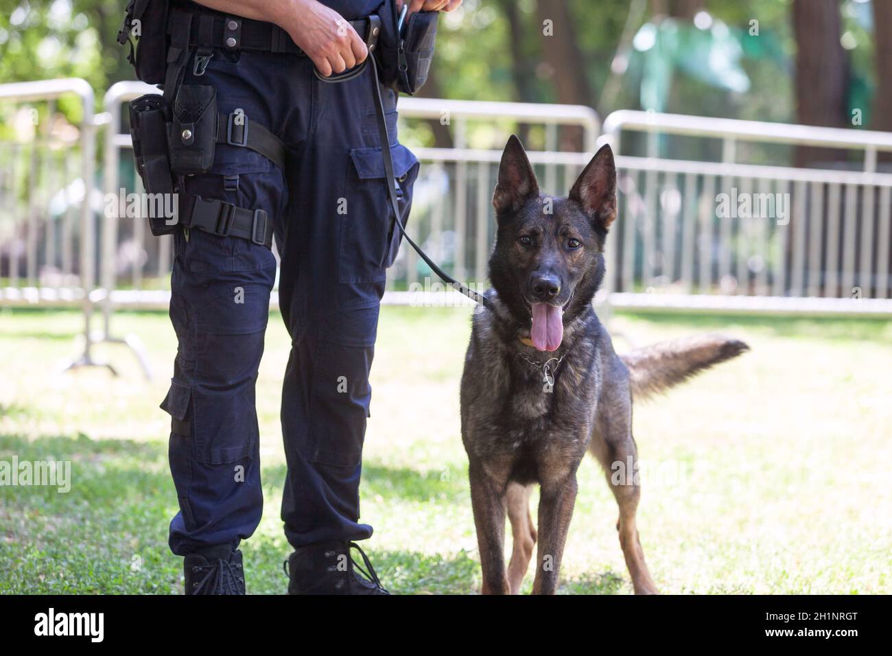 Policier avec chien de police belge Malinois Photo Stock - Alamy
