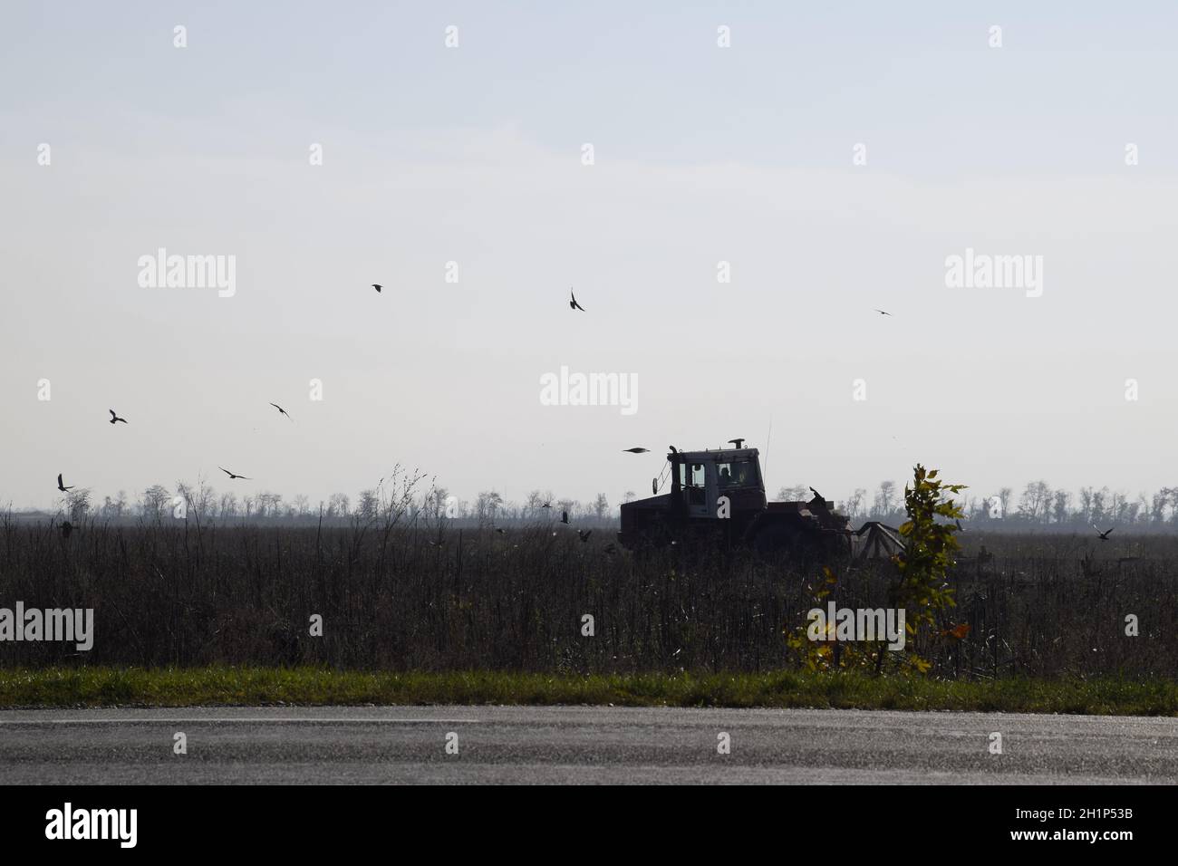 Le tracteur laboure un champ et les corneilles voler autour de lui à la recherche de nourriture. Banque D'Images