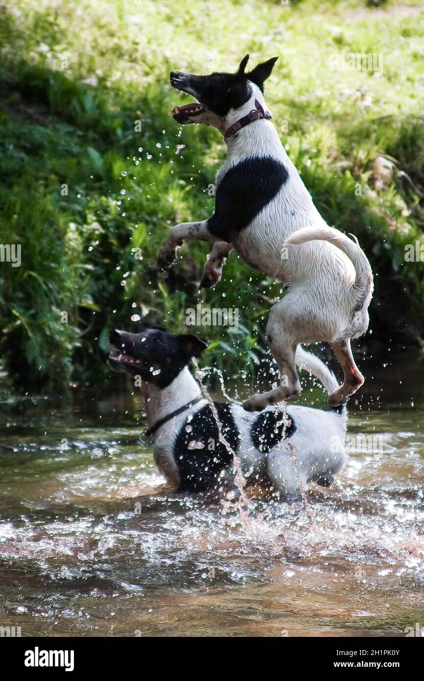 Deux chiens d'une race de renard-terrier à poil doux une couleur blanche  avec des taches noires joue et saute dans la rivière et l'eau de  pulvérisation Photo Stock - Alamy