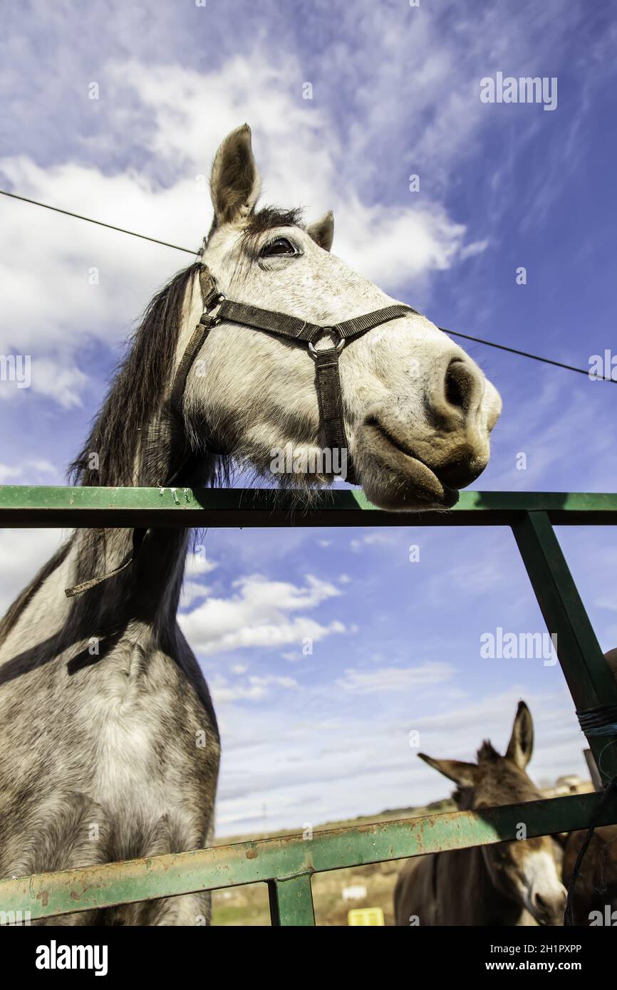 Cheval blanc en animaux mammifères stables et sauvages Banque D'Images
