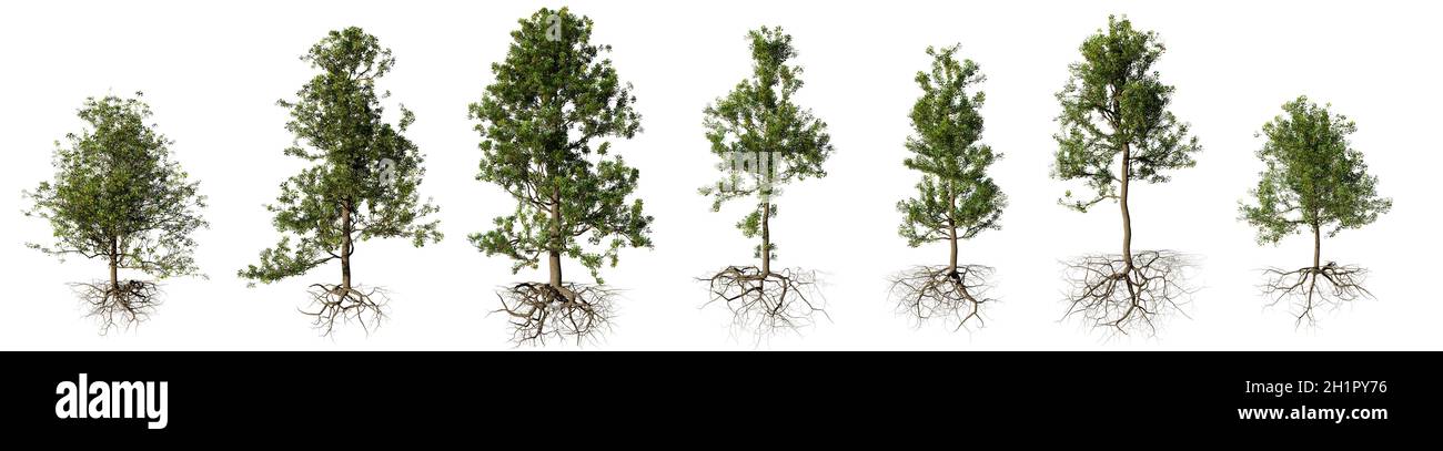 Arbres avec racines isolé sur fond blanc Banque D'Images