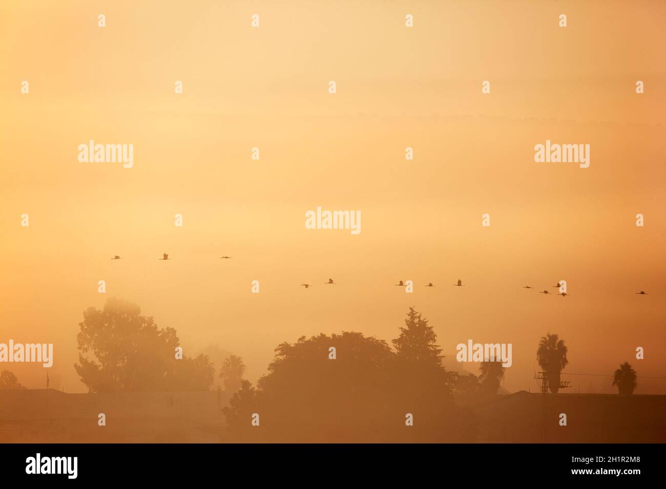Grues communes volantes à l'aube le long de la vallée de Hula, un important corridor pour les oiseaux qui migrent de l'Europe et de l'Asie vers l'Afrique en automne Banque D'Images