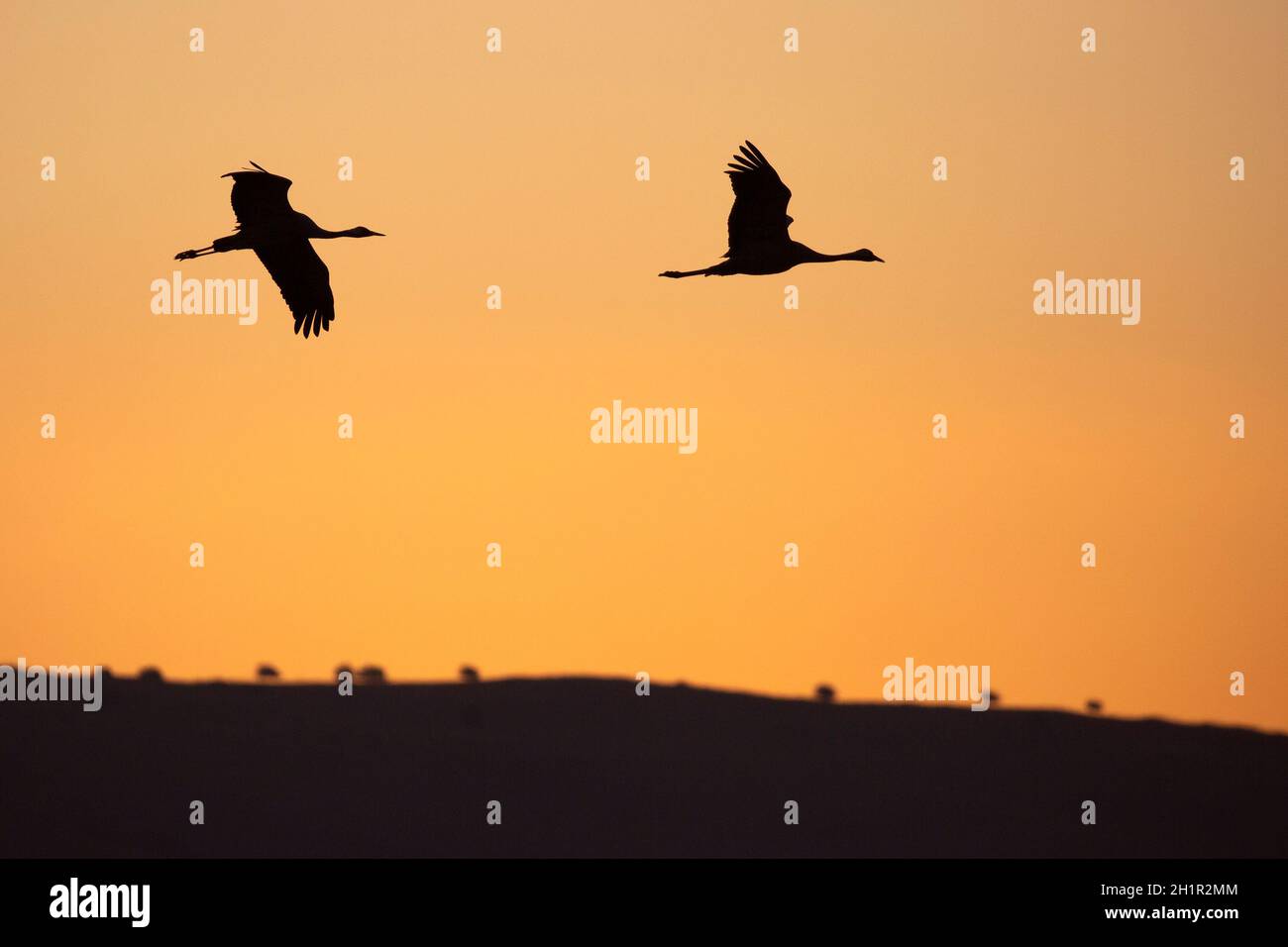 Silhouette de deux grues à duvet (grues eurasiennes) en vol au-dessus de la réserve naturelle d'Agamon Hula avant le lever du soleil Banque D'Images