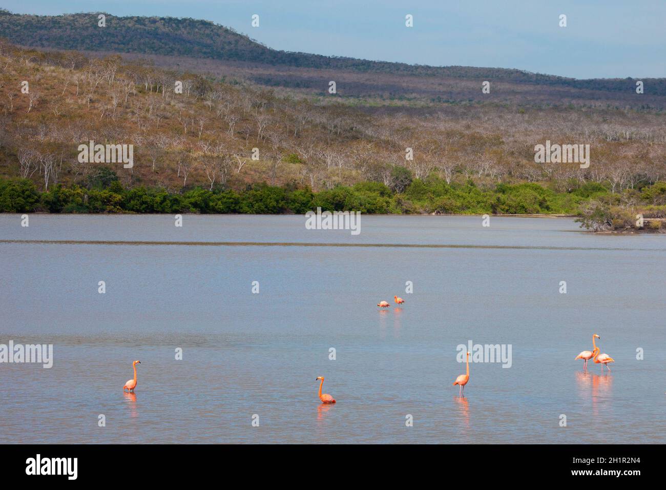 Troupeau de flamants d'Amérique dans la zone humide d'eau salée, Laguna de Punta Cormorán, sur l'île Floreana dans les îles Galapagos Banque D'Images