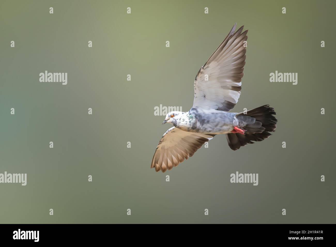 Image de pigeon volant sur fond de nature.Oiseau, animaux. Banque D'Images