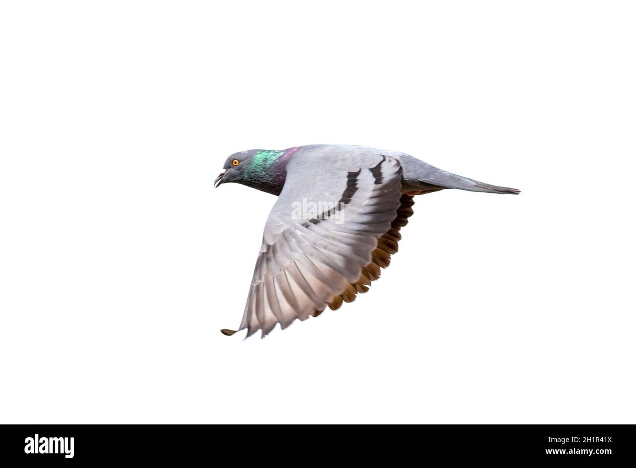 Image de pigeon volant isolé sur fond blanc., oiseau, animaux. Banque D'Images