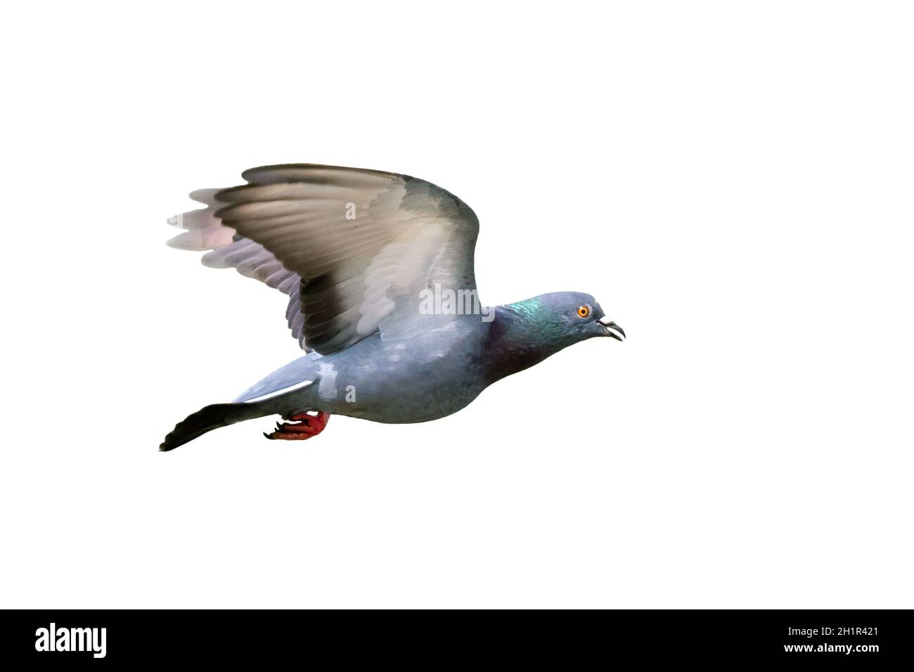 Image de pigeon volant isolé sur fond blanc., oiseau, animaux. Banque D'Images