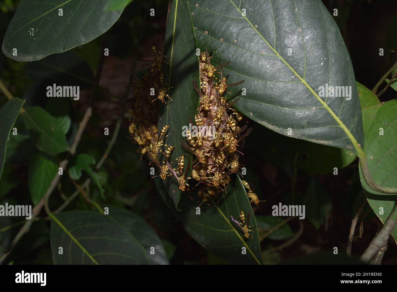 Le papier de jaquette jaune de l'est a ruche dans un arbre de plantes à feuilles vertes, groupe de hornet européen ou Vespa commun en forêt, bandes jaunes et noires sur l'insecte Banque D'Images
