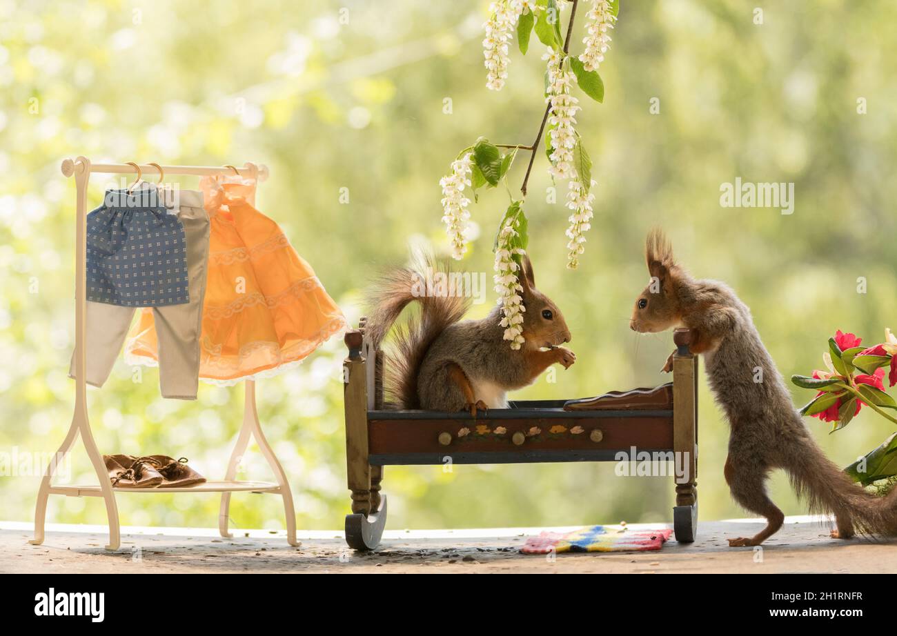 Écureuils rouges avec lit et un porte-vêtements Photo Stock - Alamy