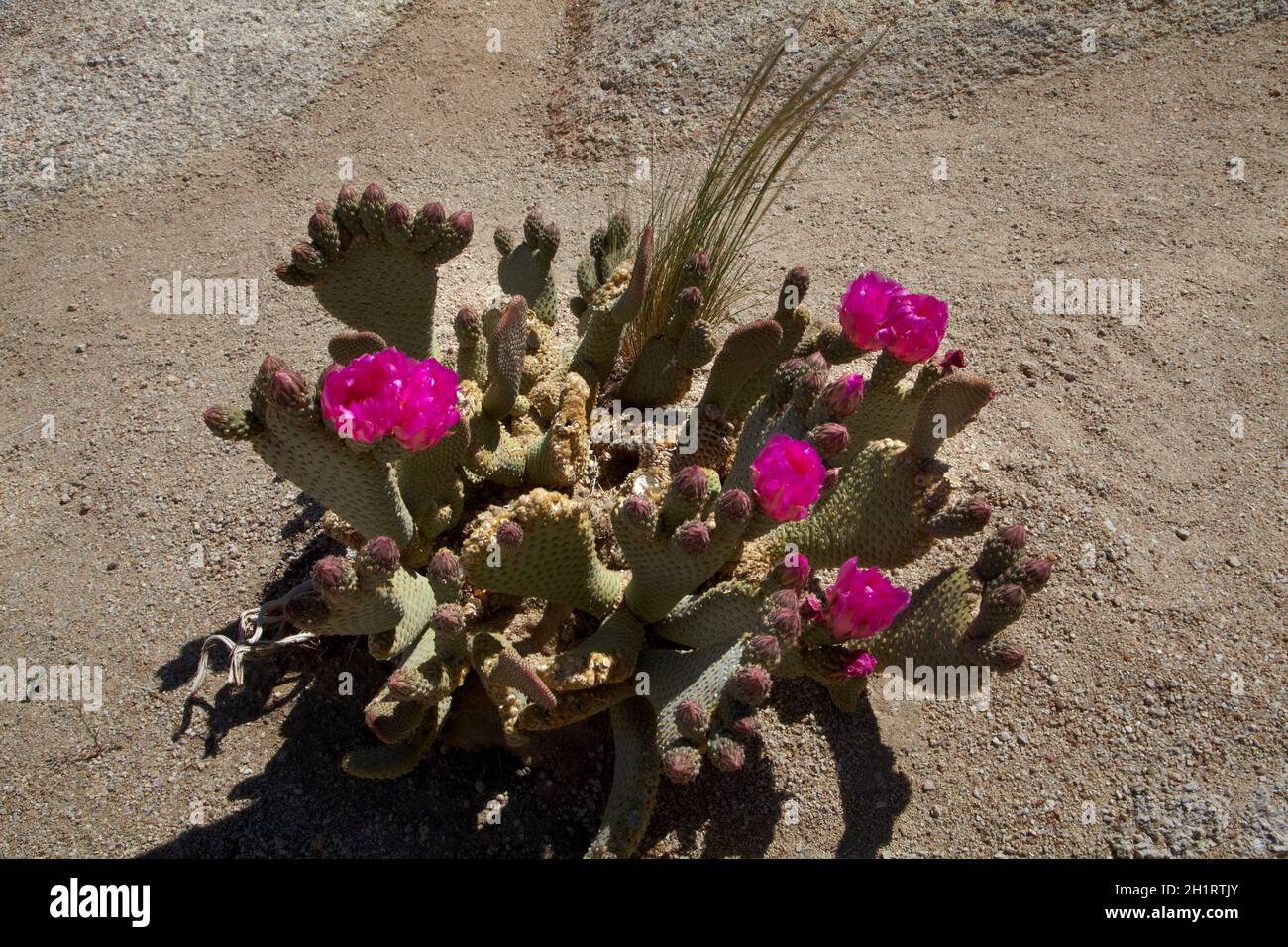 Cactus de la Beavertail en fleur (Opuntia basilaris var. Whanneyana), trouvé seulement dans les collines d'Alabama, près de Lone Pine, Inyo County, Californie, États-Unis Banque D'Images
