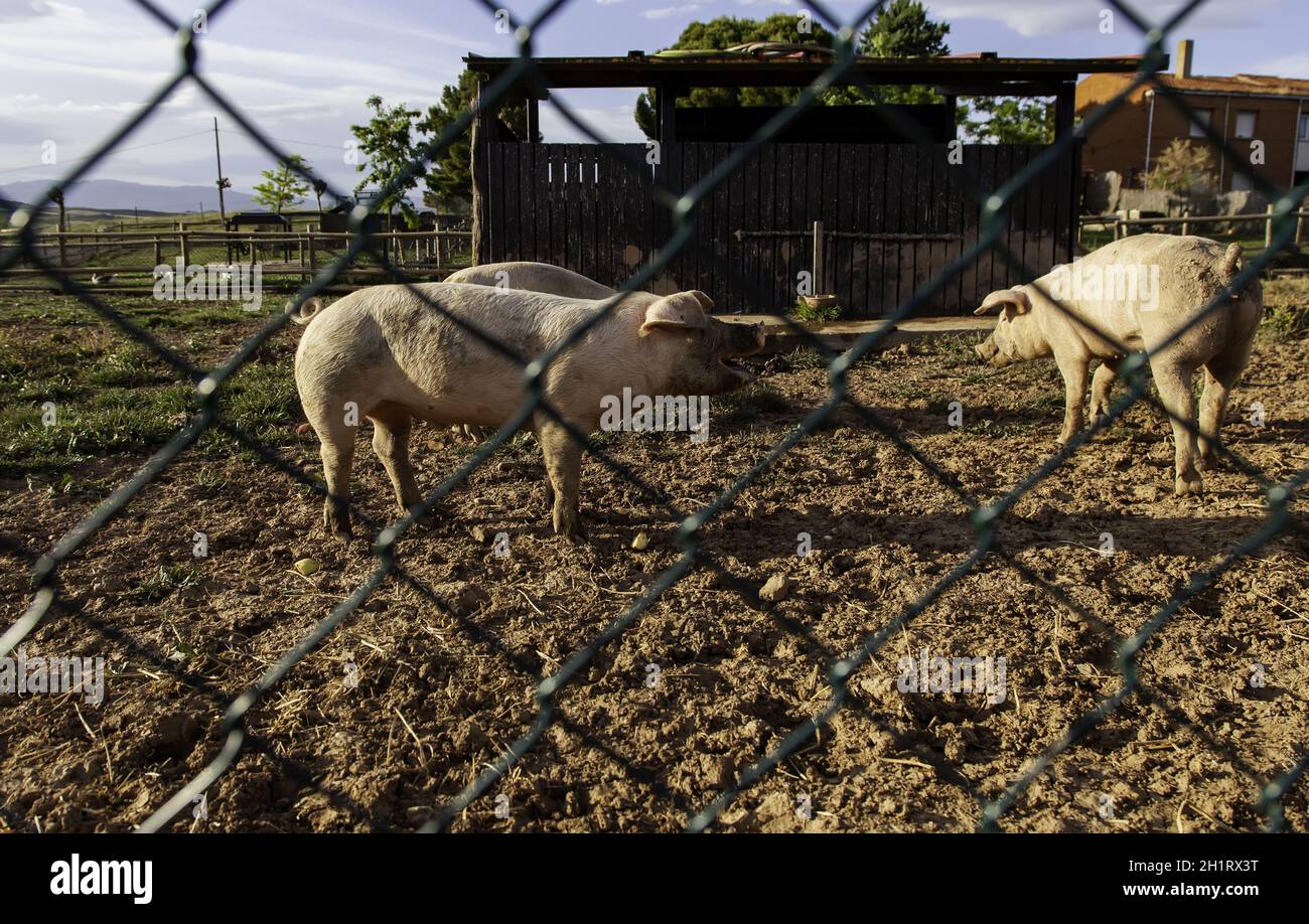Détail de l'industrie de la viande, de l'élevage et de la mort des animaux Banque D'Images