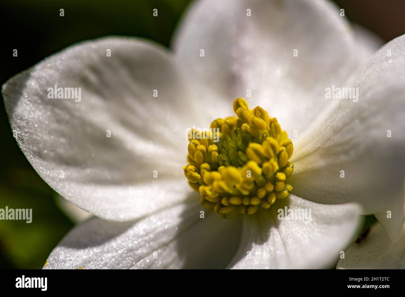 La fleur d'Anemonastrum narcissiflorum en montagne Banque D'Images