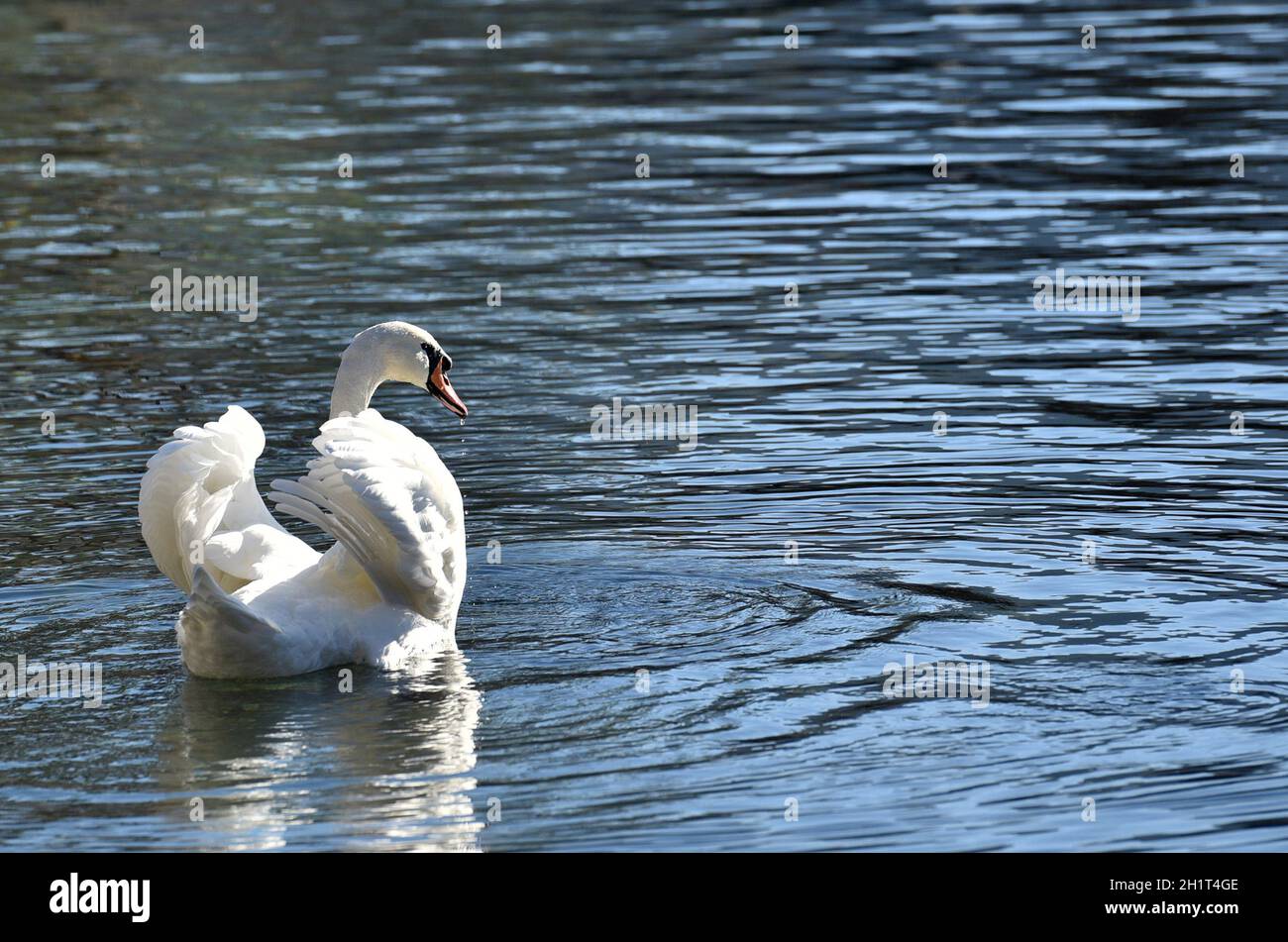 Schwan am Attersee à Österreich, Europa - Swan à l'Attersee en Autriche, Europe Banque D'Images