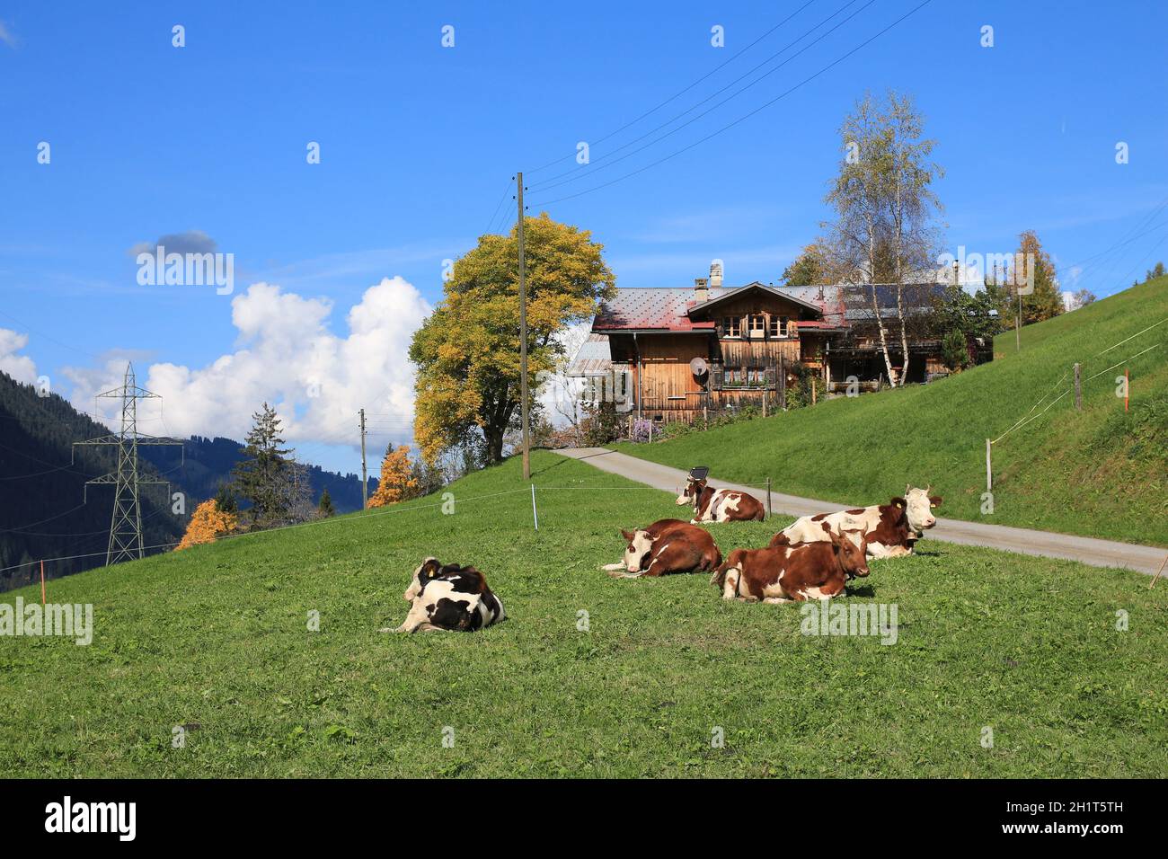 Les vaches détendue sur un jour d'automne Banque D'Images