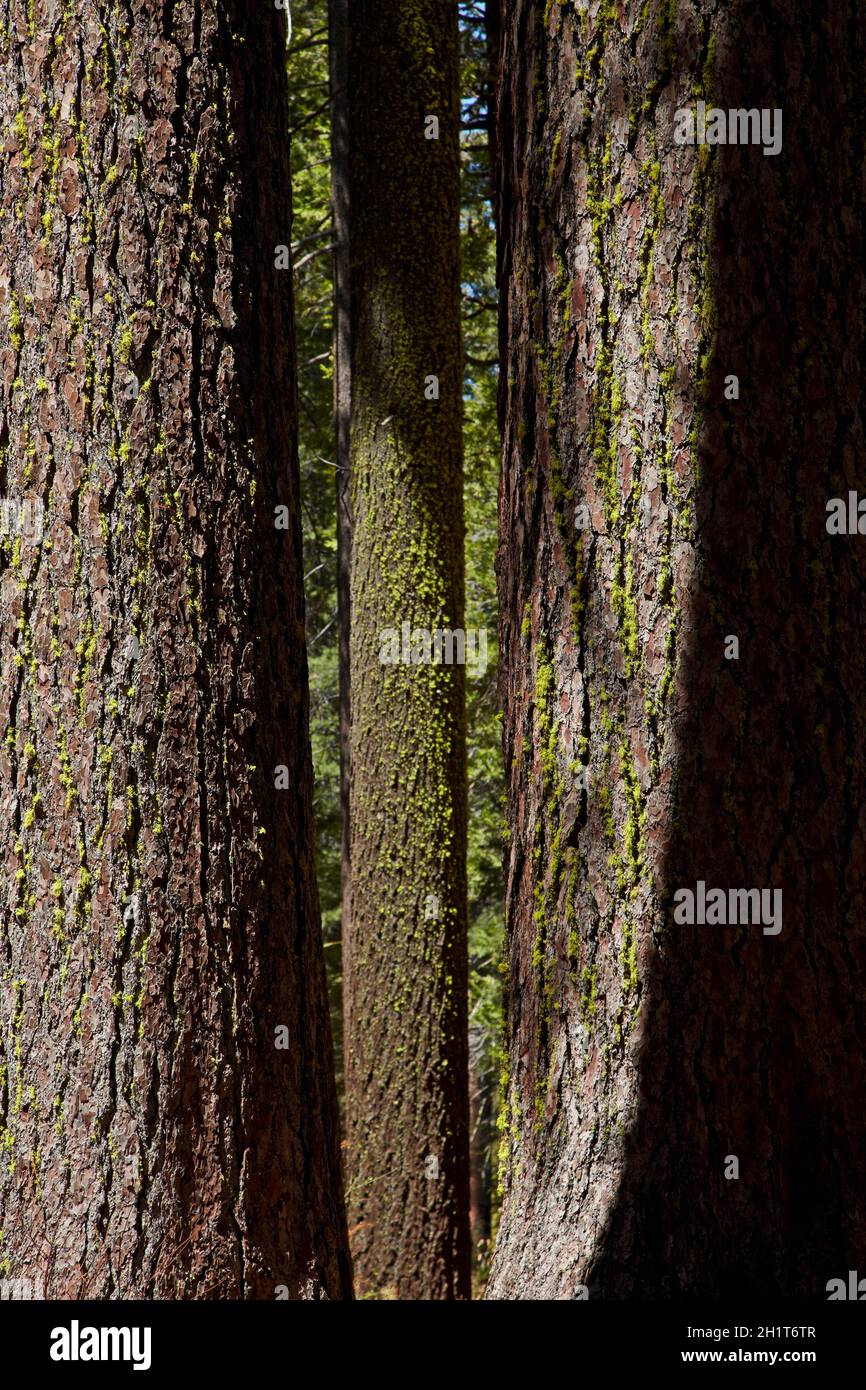 Les troncs des arbres, Sequoia Tuolumne Grove, près de Crane plat, Yosemite National Park, California, USA Banque D'Images