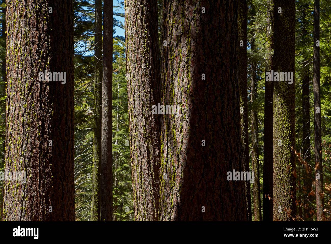 Les troncs des arbres, Sequoia Tuolumne Grove, près de Crane plat, Yosemite National Park, California, USA Banque D'Images