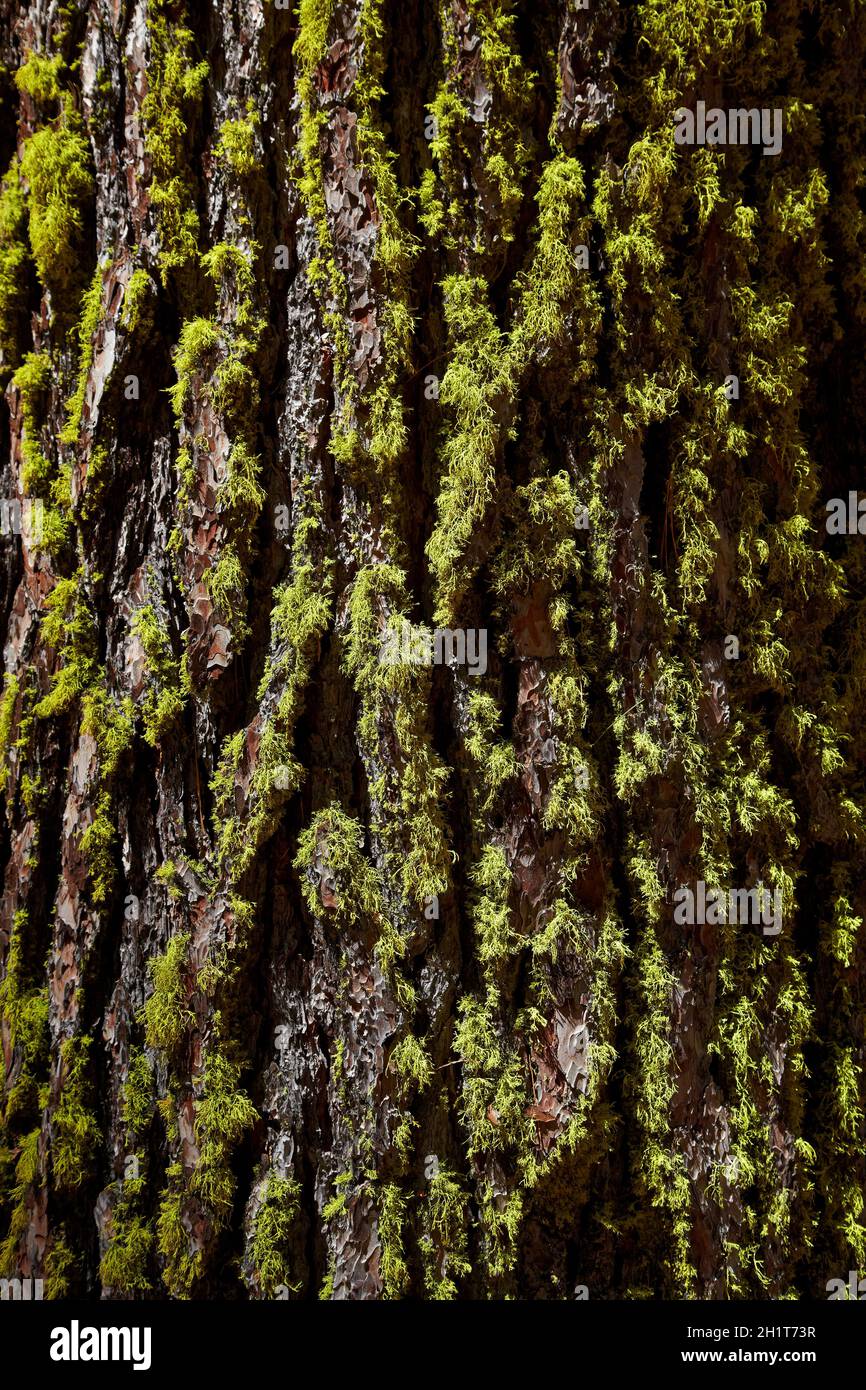 Lichen sur l'écorce des arbres, Grove Tuolumne, près de Crane plat, Yosemite National Park, California, USA Banque D'Images
