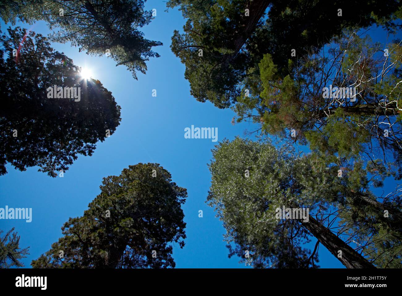 Arbres à Sequoia Tuolumne Grove, près de Crane plat, Yosemite National Park, California, USA Banque D'Images