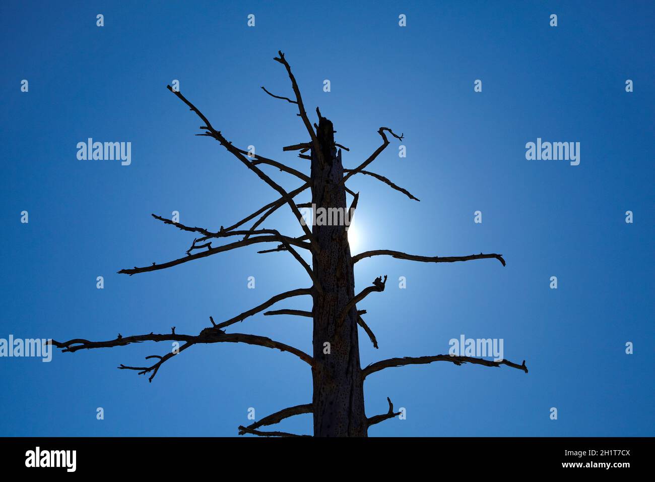 Arbre mort contre ciel bleu, Yosemite Valley, parc national de Yosemite, Californie, États-Unis. Banque D'Images