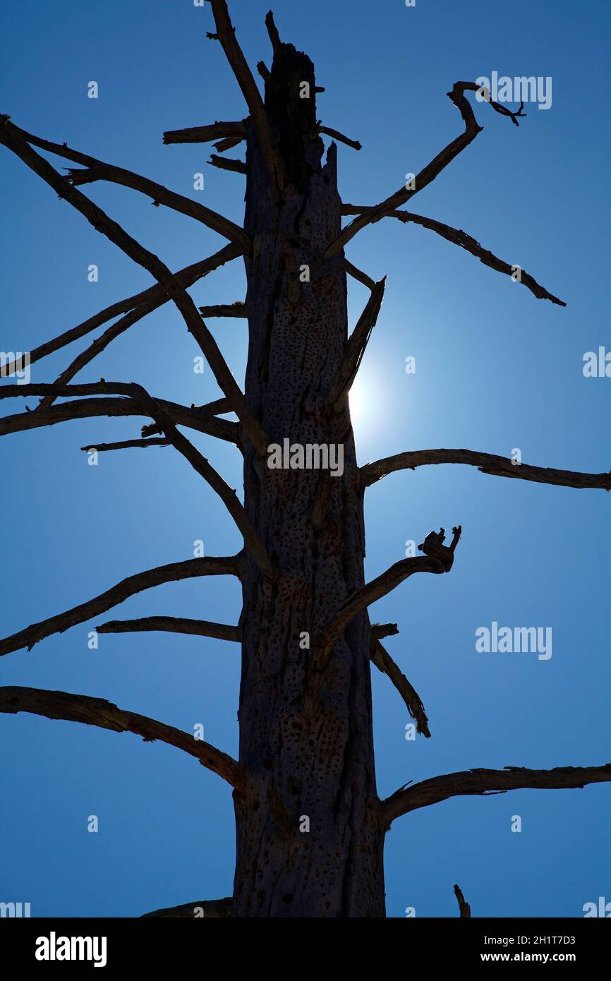 Arbre mort contre ciel bleu, Yosemite Valley, parc national de Yosemite, Californie, États-Unis. Banque D'Images
